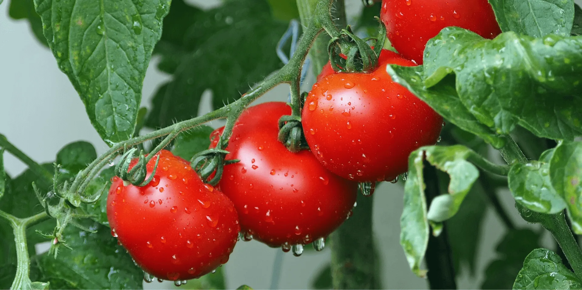 phan_bon_thuy_canh_nho_giot_agroponis (1)