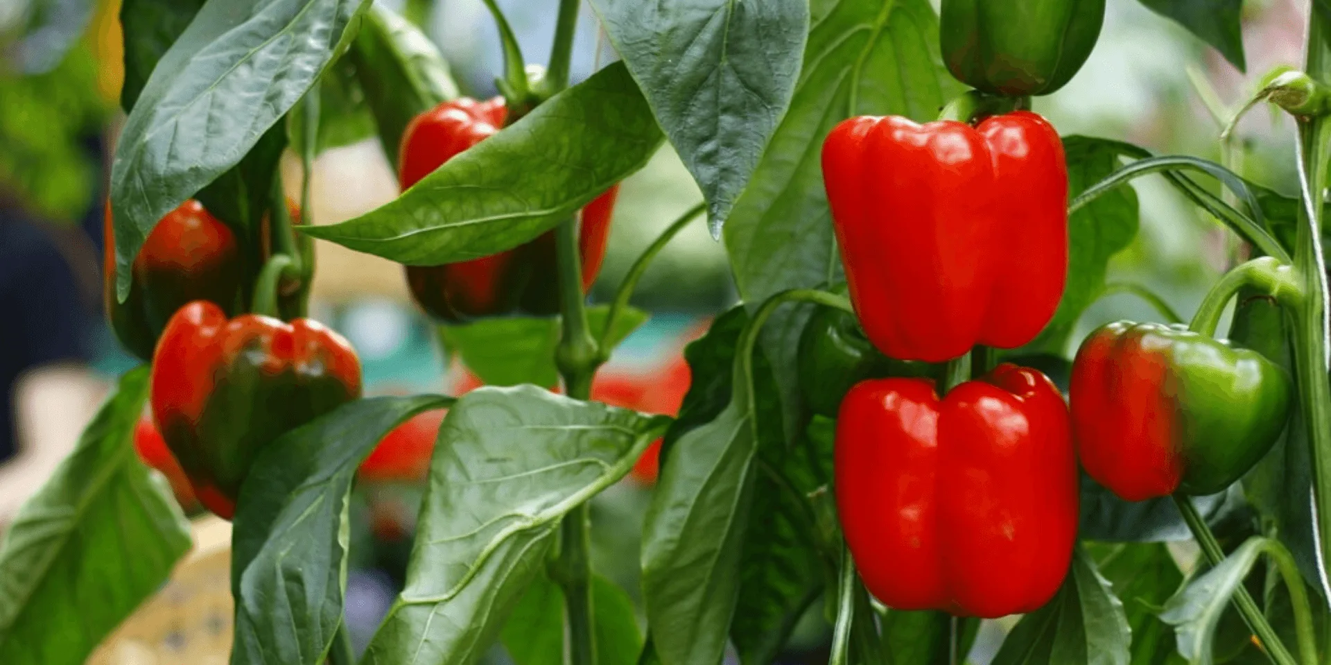 phan_bon_thuy_canh_nho_giot_agroponis (3)